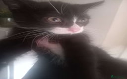 British Shorthair cats for sale: Kittens ready for their forever homes now - Image 6