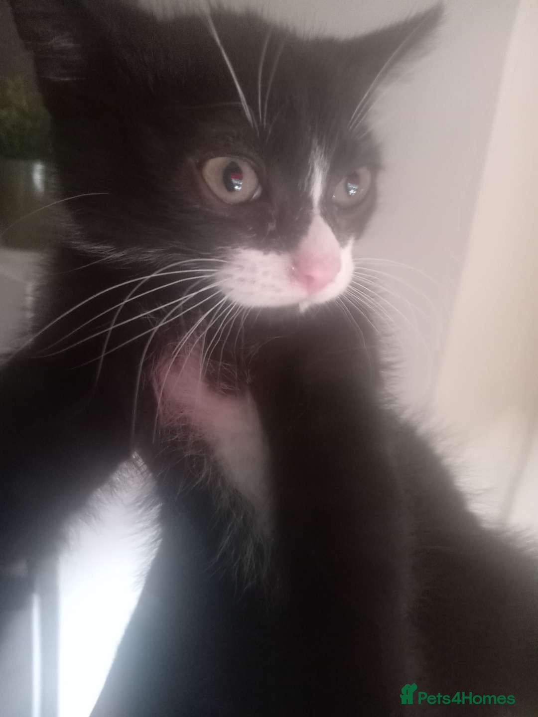 British Shorthair cats for sale: Kittens ready for their forever homes now - Image 6