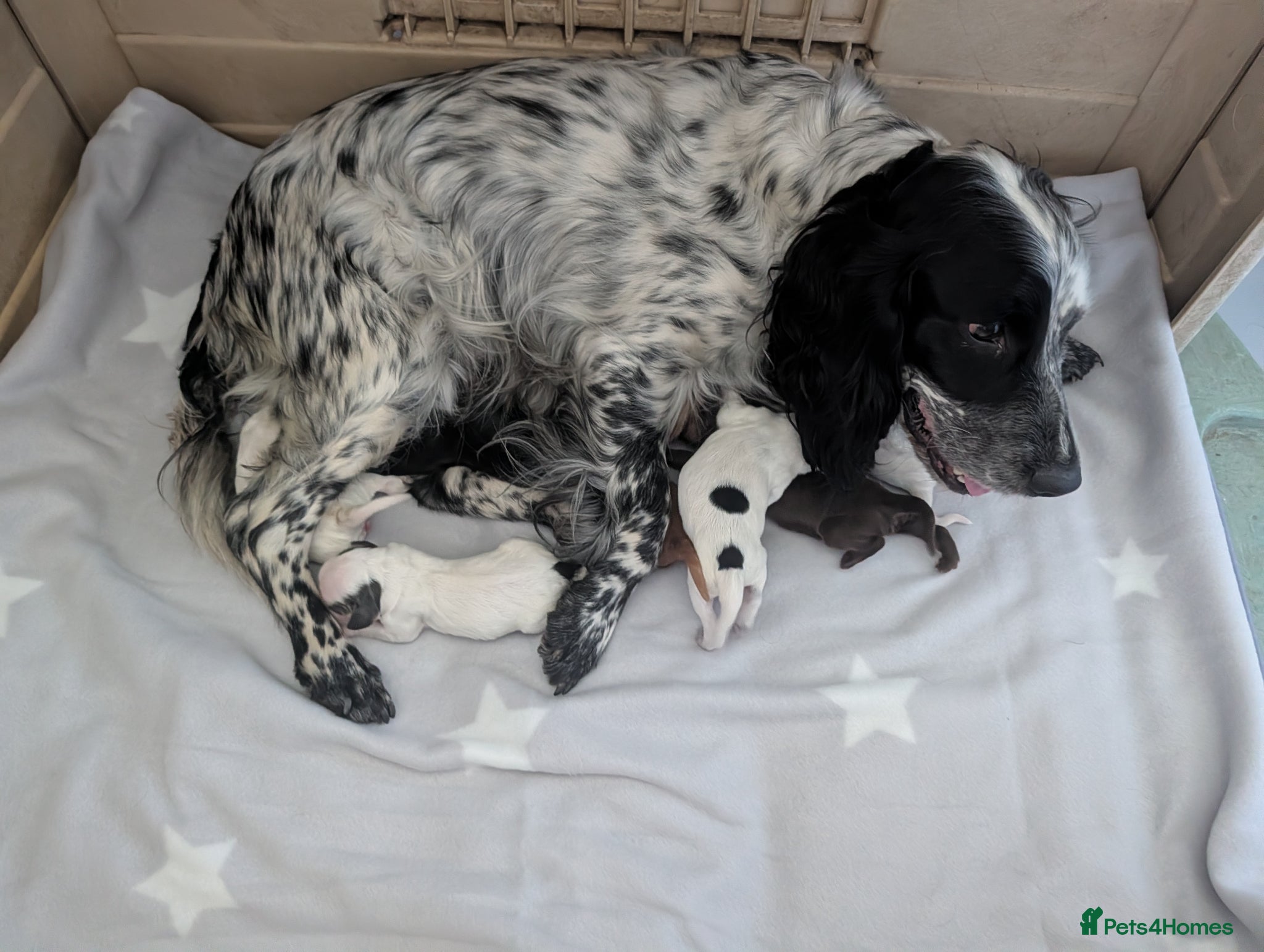 Cocker Spaniel dogs for sale: Beautiful cocker spaniel puppies  - Advert 15