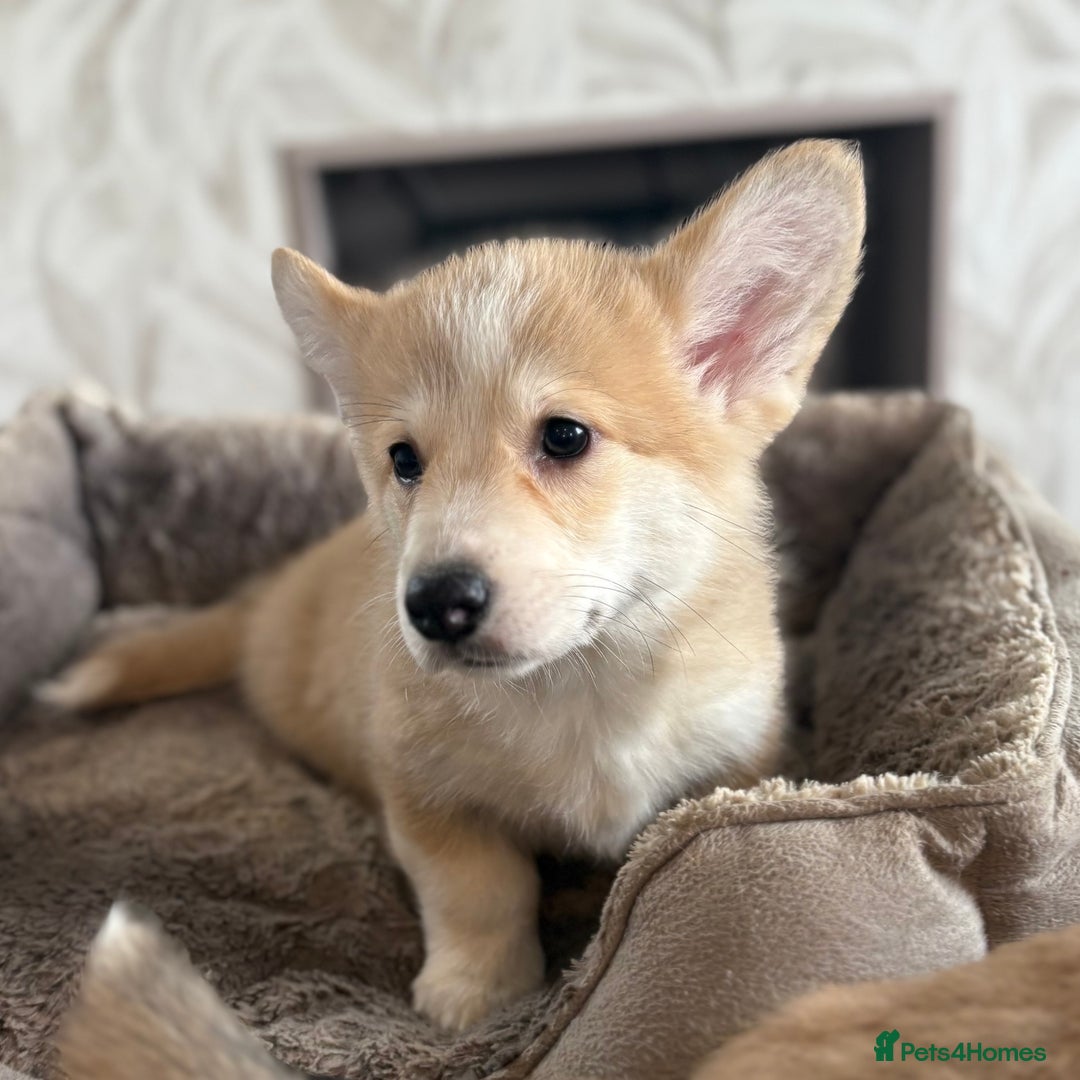 Welsh Corgi Pembroke dogs for sale: Outstanding Pembrokeshire Corgi Puppies  - Advert 24