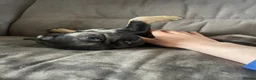French Bulldog dogs for sale: STUNNING LITTER AVAILABLE NOW!  - Advert 13