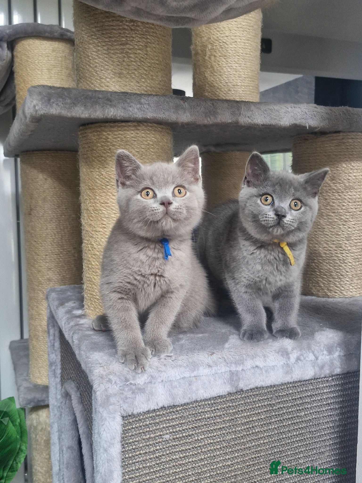 British Shorthair cats British shorthair blue and lilac - Advert 14