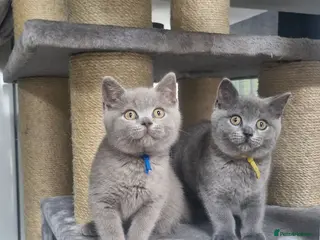 British Shorthair cats British shorthair blue and lilac - Advert 14