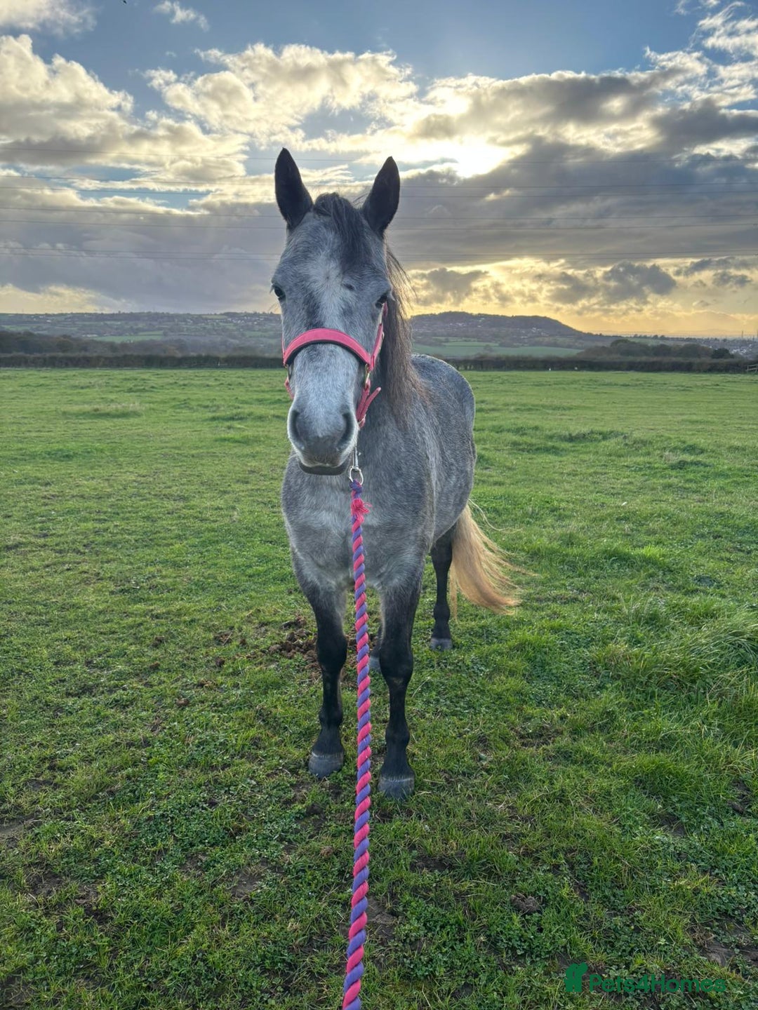 Connemara horses for sale: 3YO Class 1 Connemara Mare Looking For 5* Home - Advert 5