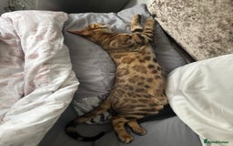 Bengal cats for sale: Nala the Bengal  - Image 3