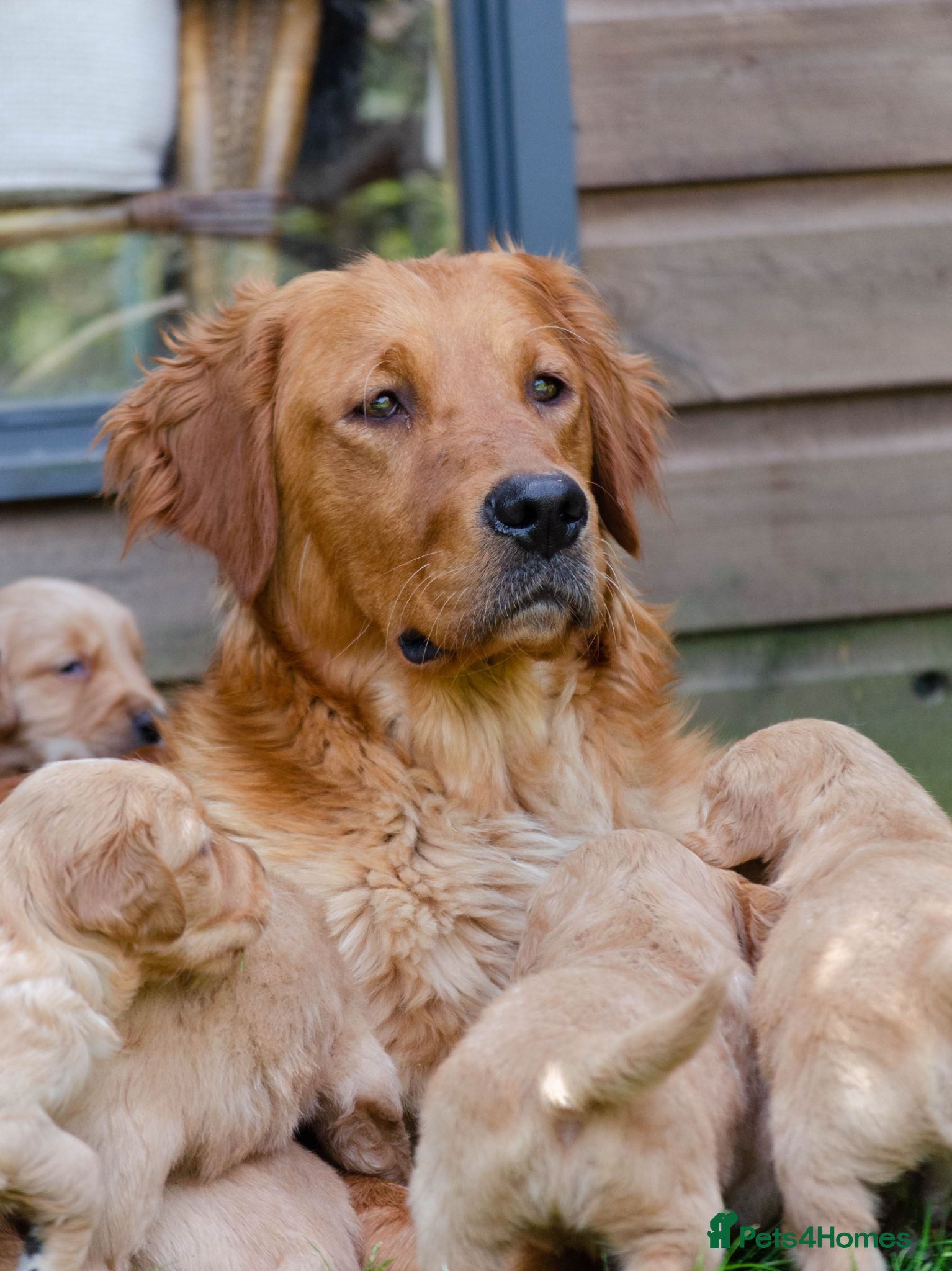 Golden Retriever dogs  GOLDEN RETREVER KC PUPPIES - Advert 4