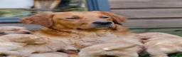 Golden Retriever dogs for sale: READY GOLDEN RETREVER KC PUPPIES - Advert 33