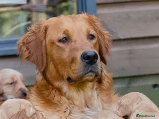 Golden Retriever dogs GOLDEN RETREVER KC PUPPIES - Advert 12