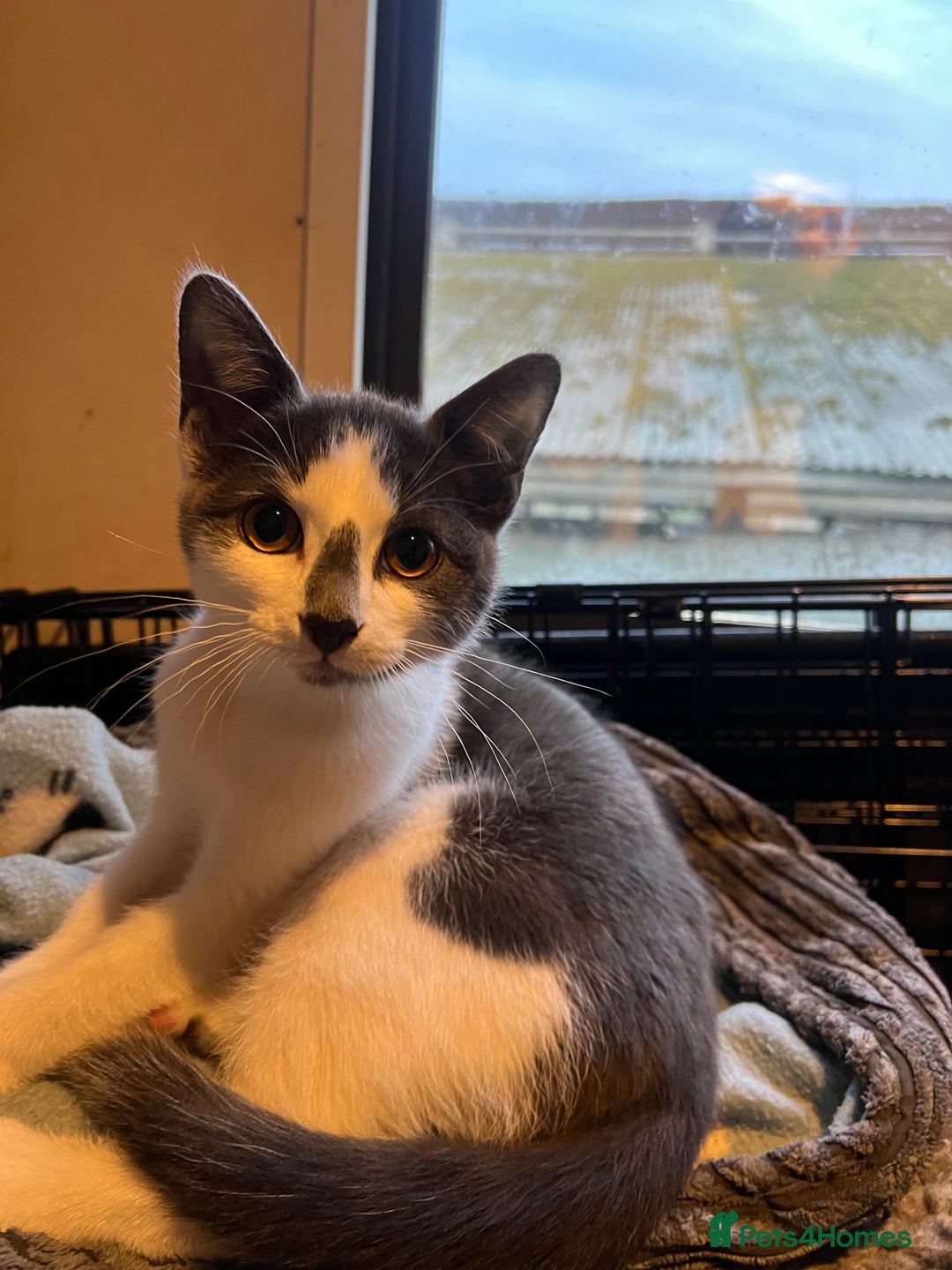 Mixed Breed cats for sale: Male kitten  - Image 2