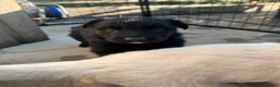 German Shepherd dogs for sale: Top Quality German Shephard one girl left - Advert 8