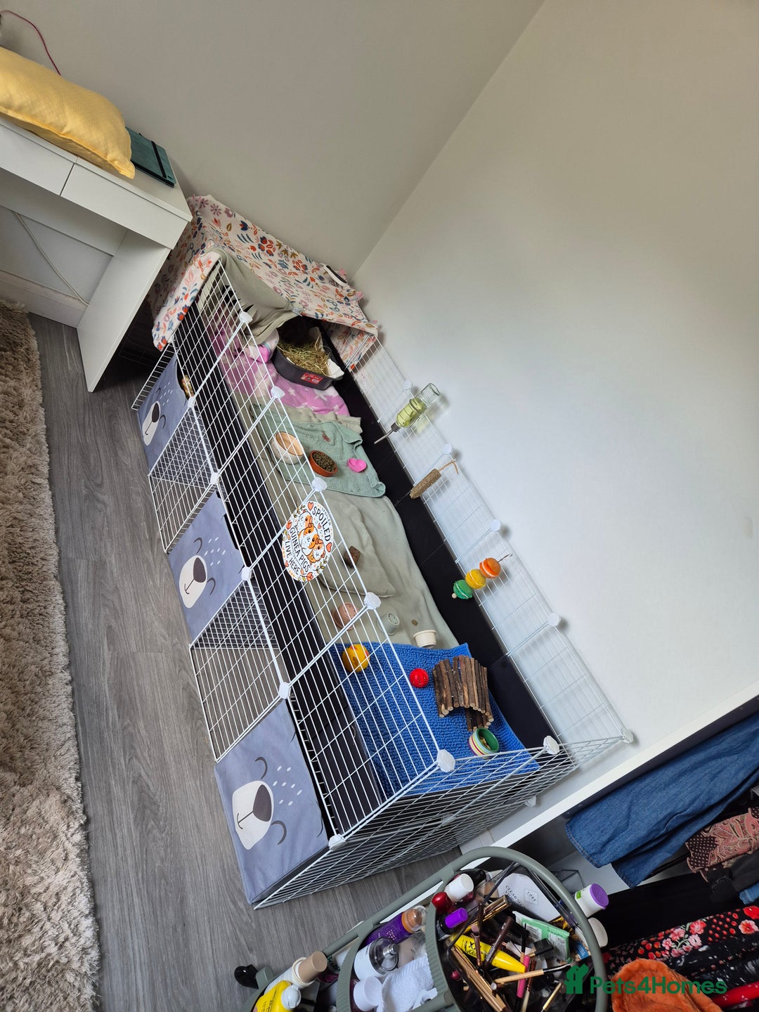 Guinea Pig rodents for sale: Pair male bonded skinny pigs - Image 5