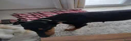 Mixed Breed dogs for adoption: Lucie - Advert 4