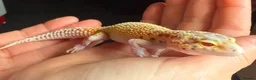 Leopard Gecko reptiles for sale: Jungle designer leopard gecko  - Advert 1