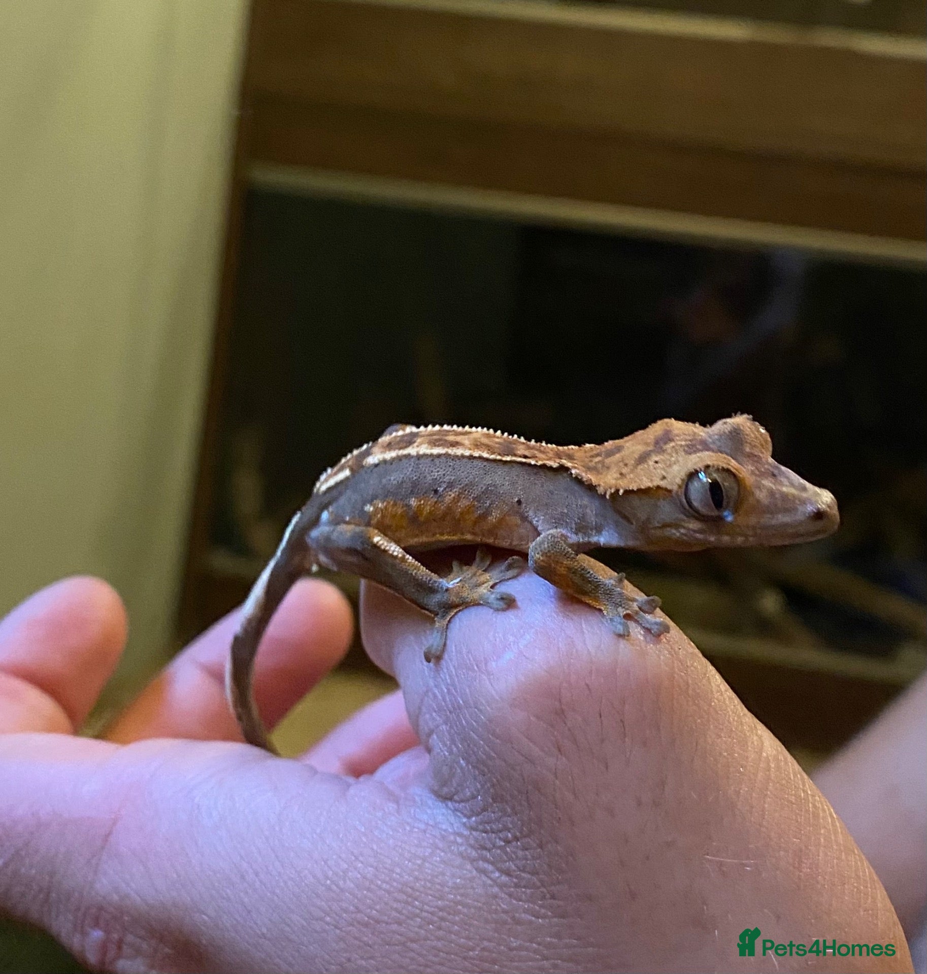 Gecko reptiles Crested Geckos x4 - Advert 15