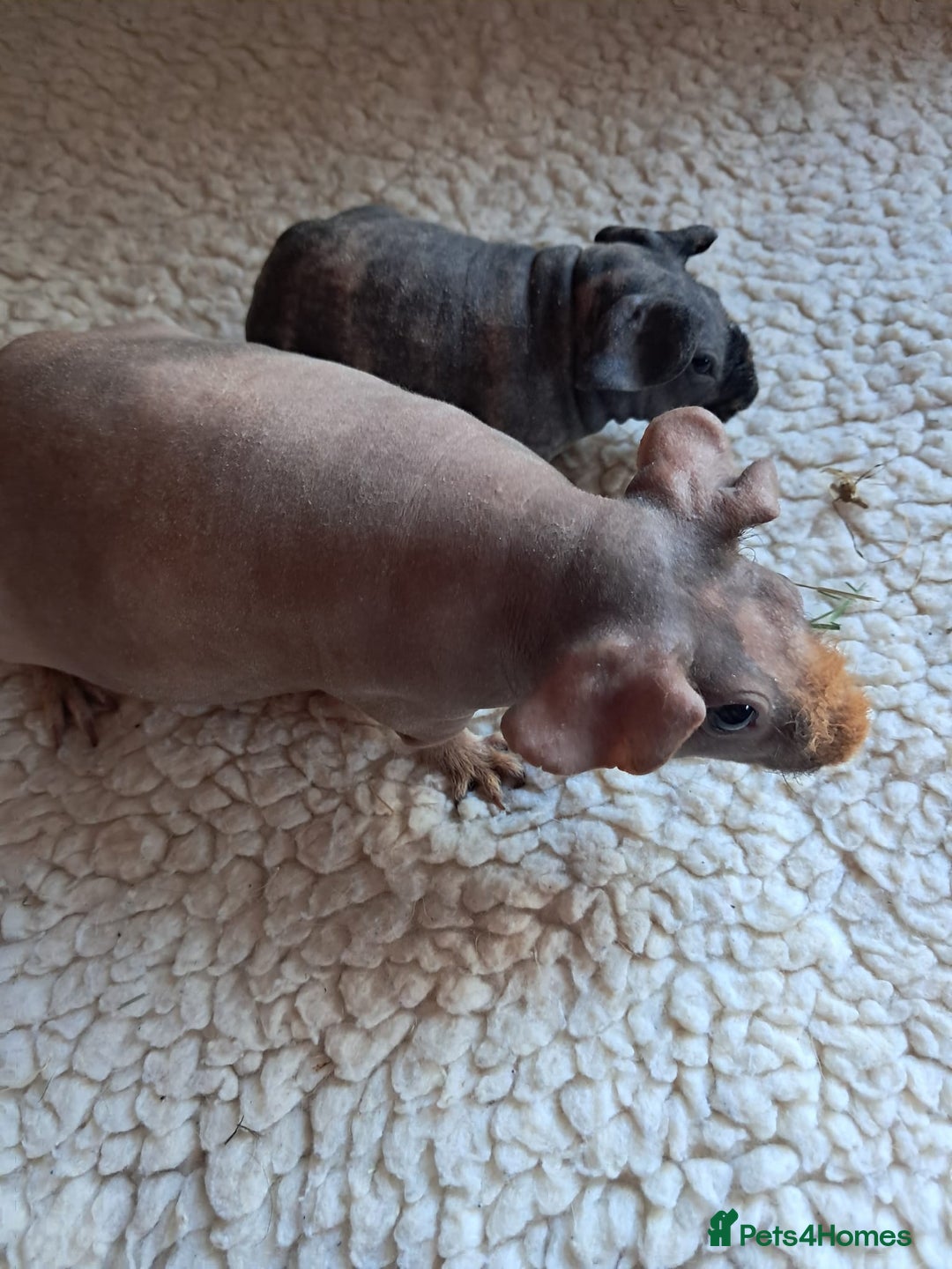 Guinea Pig rodents for sale: BEAUTIFUL MOTHER AND BABY DAUGHTER SKINNY PIGS.  - Advert 6