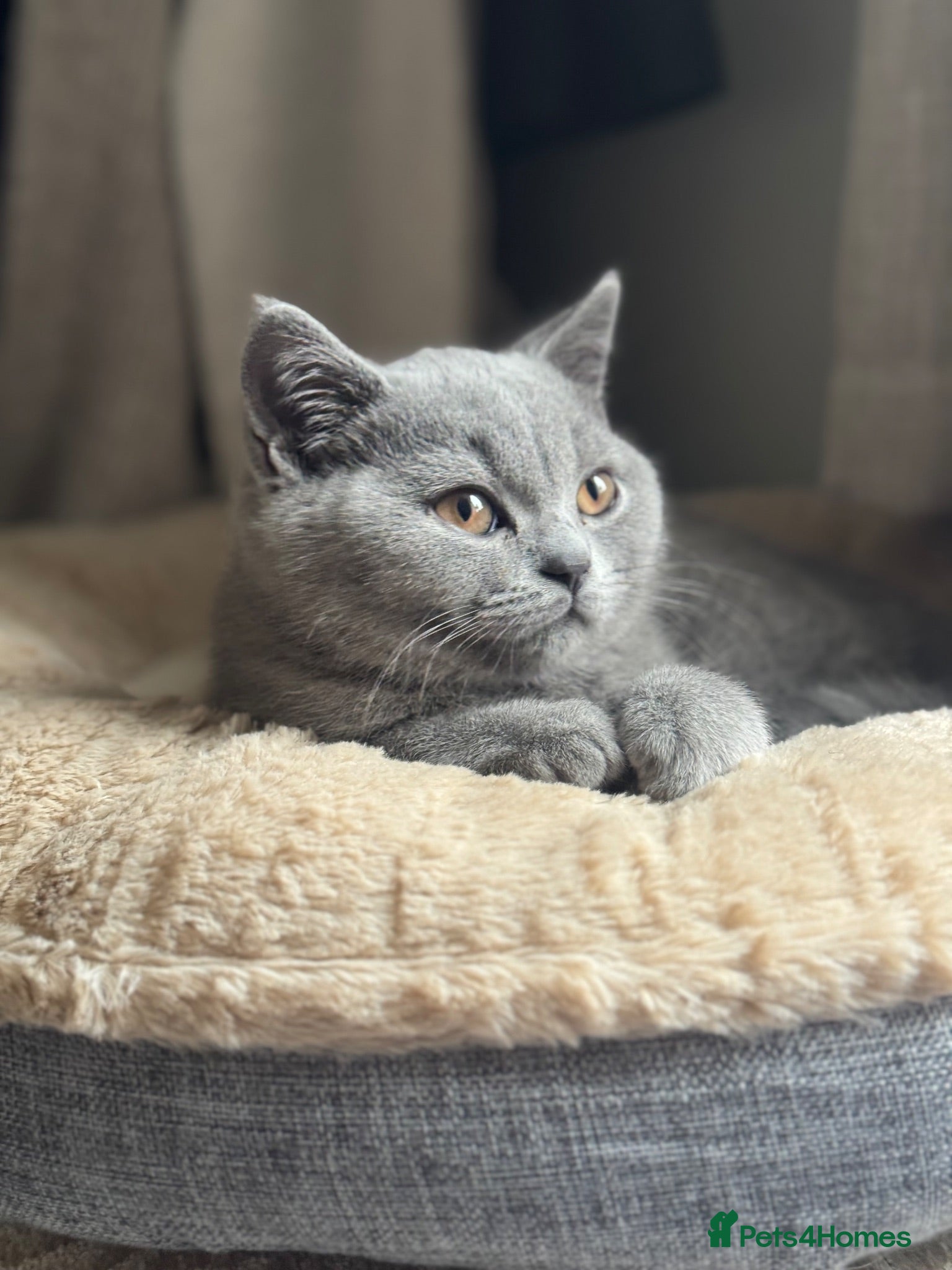 British Shorthair cats British Short Hair Male  - Advert 4