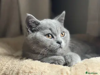 British Shorthair cats British Shorthair - Advert 3