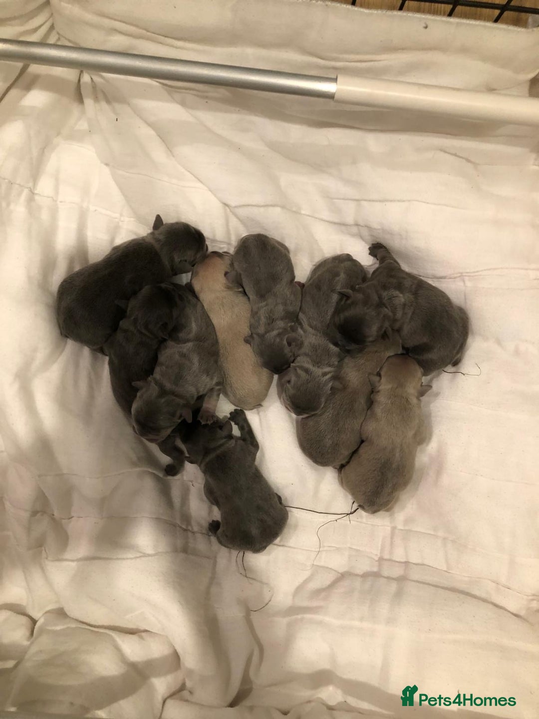 French Bulldog dogs for stud: 🌟🔥LILAC PLATINUM KC REG FRENCH BULLDOG STUD🔥🌟 in Uxbridge - Image 31