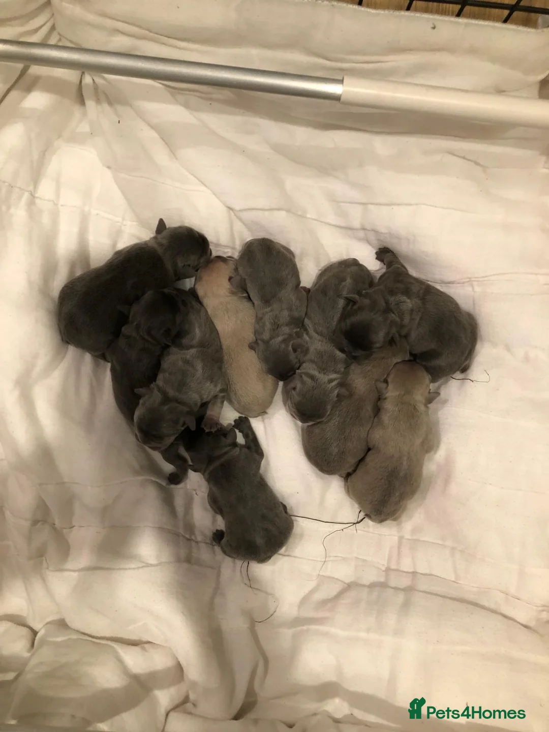 French Bulldog dogs for stud: 🌟🔥LILAC PLATINUM KC REG FRENCH BULLDOG STUD🔥🌟 in Uxbridge - Advert 26