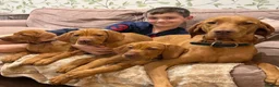 Hungarian Vizsla dogs for sale: Ready Now KC Hungarian Vizsla Puppies - Advert 1