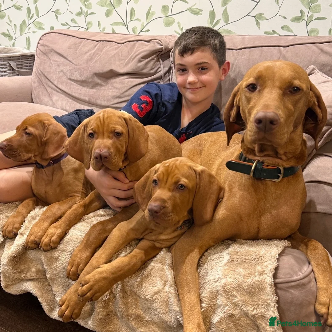 Hungarian Vizsla dogs for sale: Ready Now KC Hungarian Vizsla Puppies - Advert 1