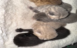 Brazilian Shorthair cats for sale: British shorthairs kittens - Image 7