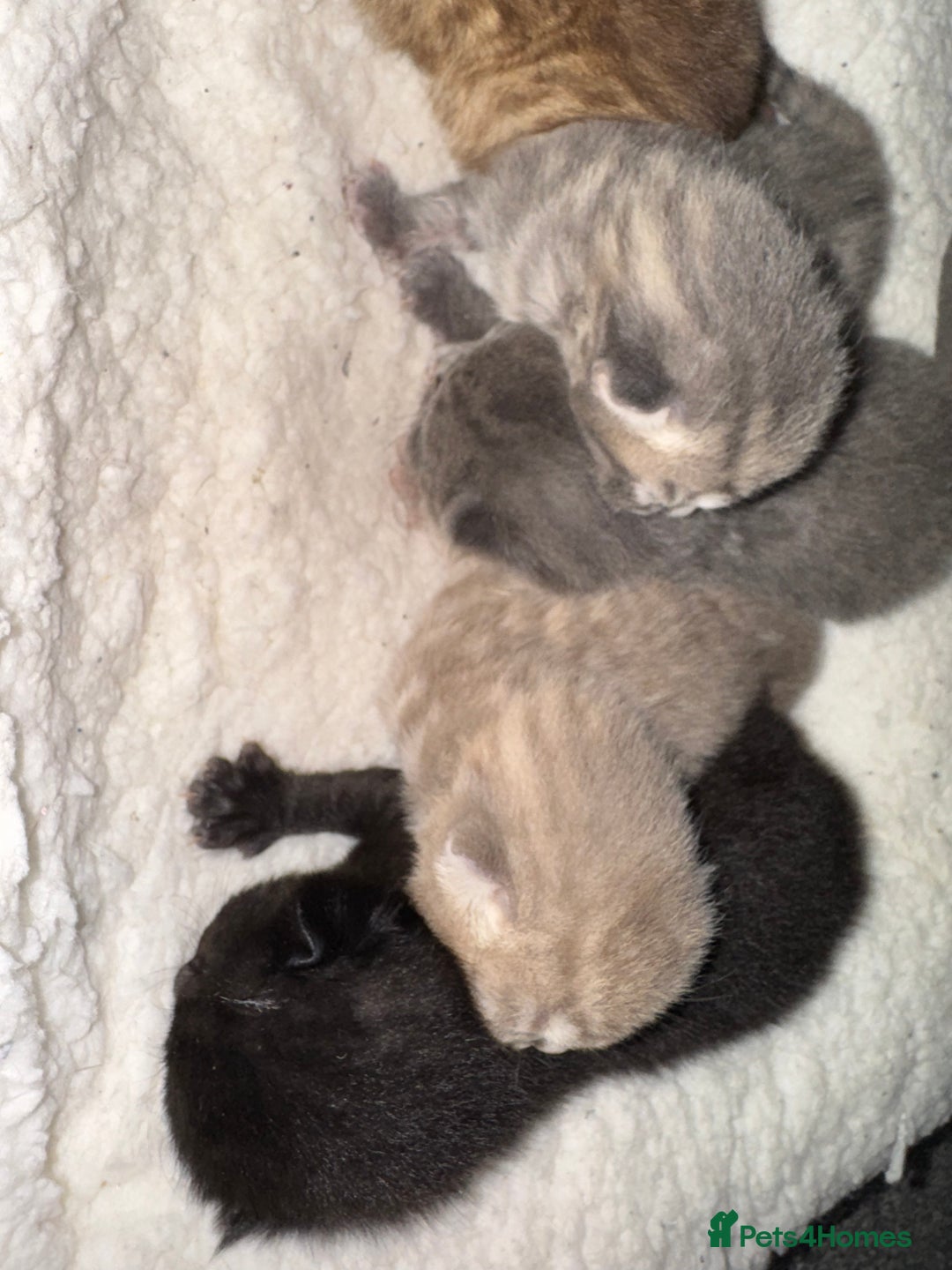 Brazilian Shorthair cats for sale: British shorthairs kittens - Image 7