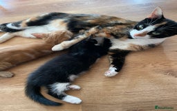 Domestic Shorthair cats for sale: 3 Gorgeous Male Kittens ready for their new home  - Image 5