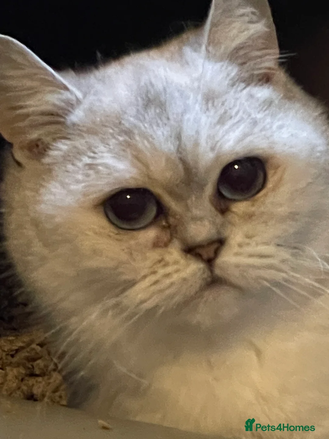 British Shorthair cats for sale: Young Neutered Pedigree Adults - Advert 8