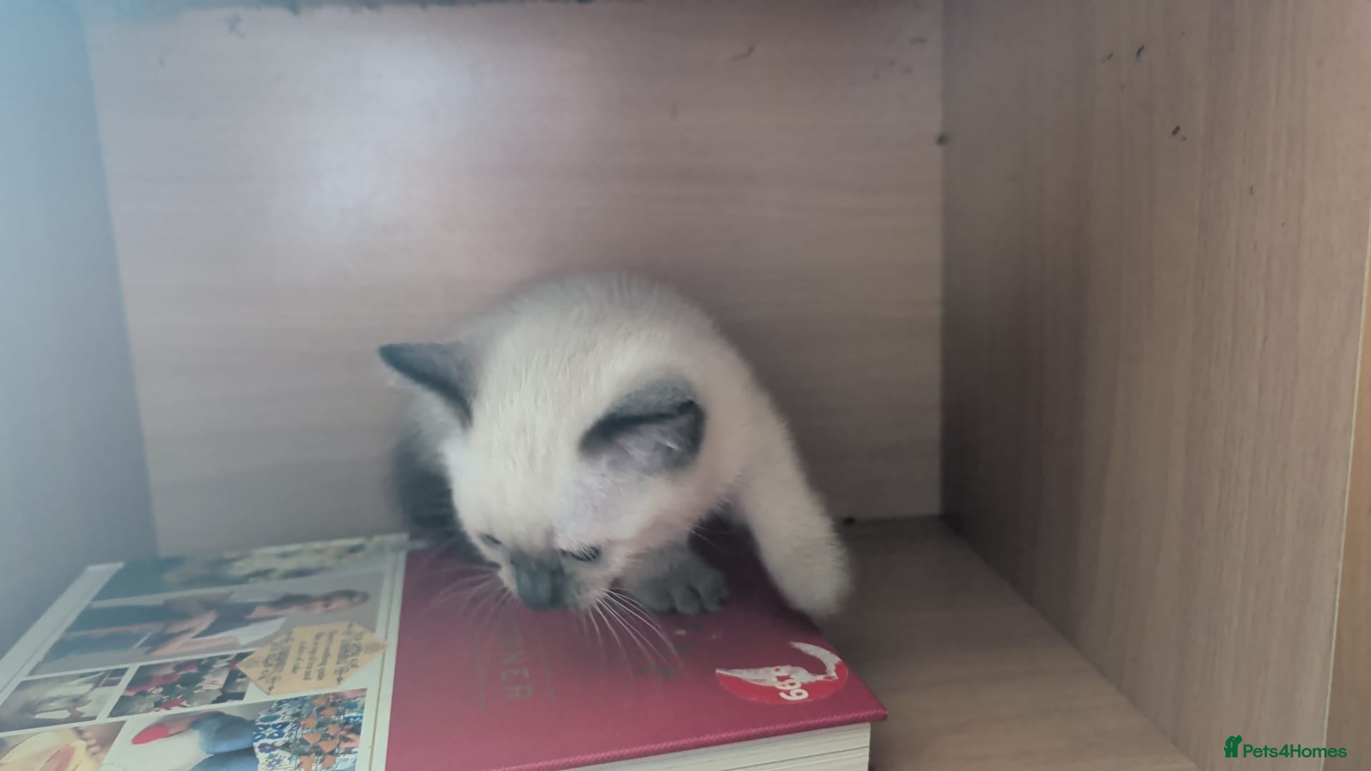 Mixed Breed cats for sale: Siamese Cross Ragdoll kittens plus black/white - Advert 15