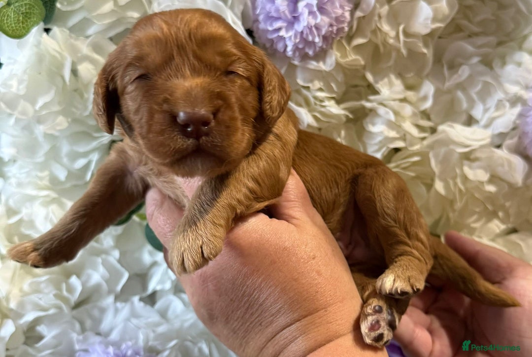 Cockapoo dogs for sale: F1 mini Cockapoos 30 dna health tested clear  - Image 2