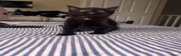 Mixed Breed cats for sale: 5 kittens for sale. in Wolverhampton - Advert 5