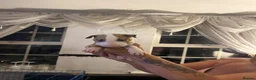 English Bull Terrier dogs for sale: English bull terriers puppies - Advert 1