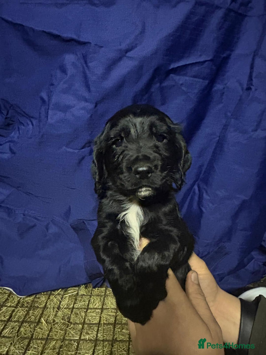 Cocker Spaniel dogs for sale: Working cocker spaniel puppy’s  - Advert 4