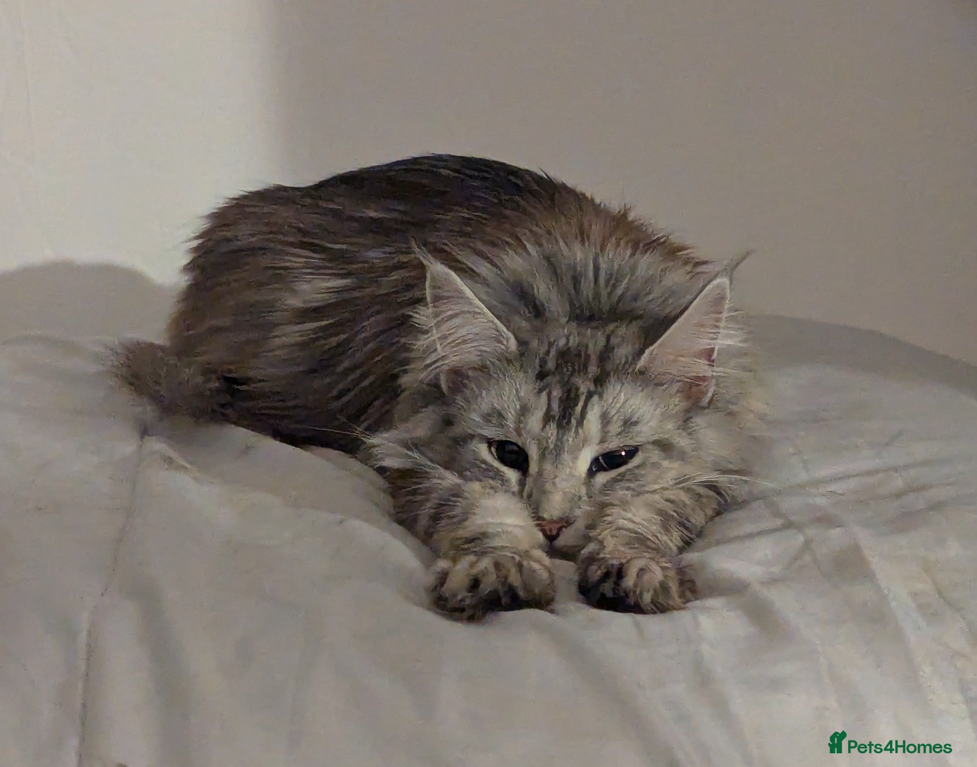 Maine Coon cats Beautiful Female Maine Coone Cat - Advert 3