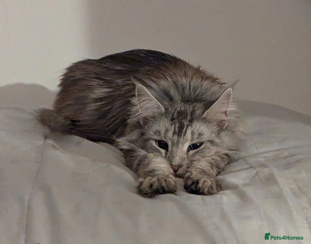 Maine Coon cats for sale: Beautiful Female Maine Coone Cat - Advert 1