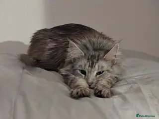 Maine Coon cats Beautiful Female Maine Coone Cat - Advert 3