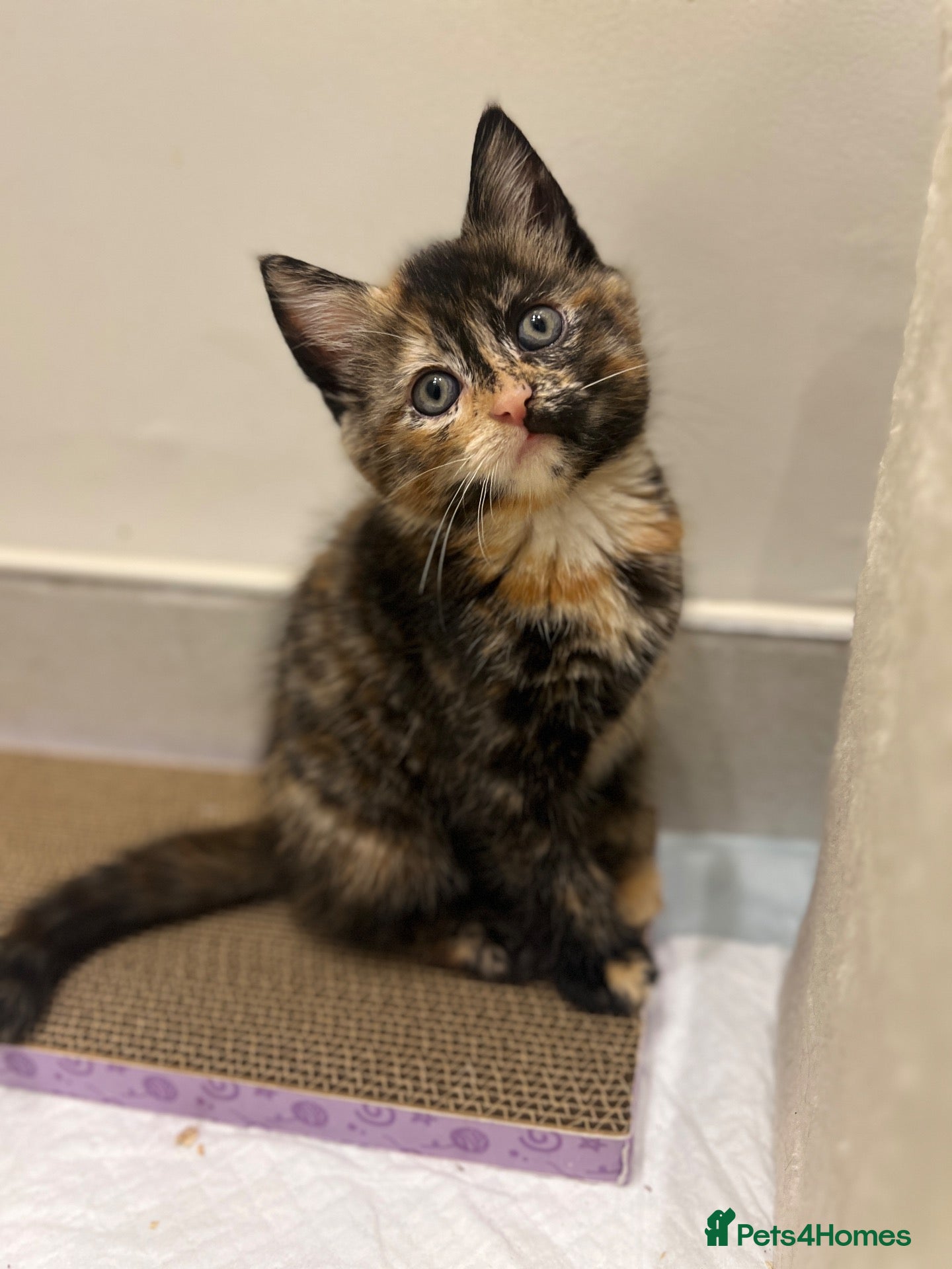 Mixed Breed cats Evie needs a forever home! - Advert 1