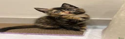 Mixed Breed cats for sale: Evie needs a forever home! in Richmond - Advert 1