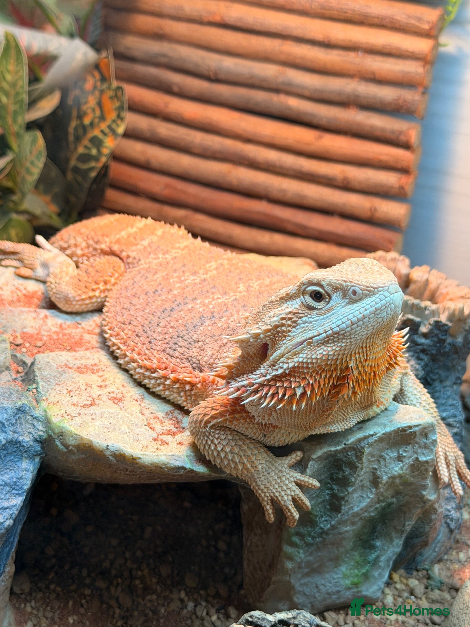 Bearded Dragon reptiles Spike the Bearded Dragon – Complete Setup for Sale - Advert 17