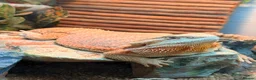 Bearded Dragon reptiles for sale: Spike the Bearded Dragon – Complete Setup for Sale in Chester - Advert 1