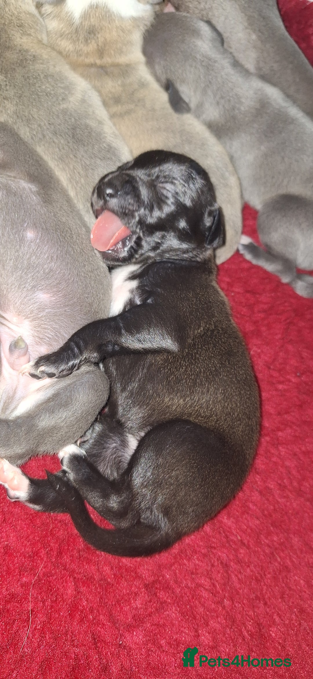 Whippet dogs for sale: 3/4 Whippet 1/4 Italian greyhound  - Image 8