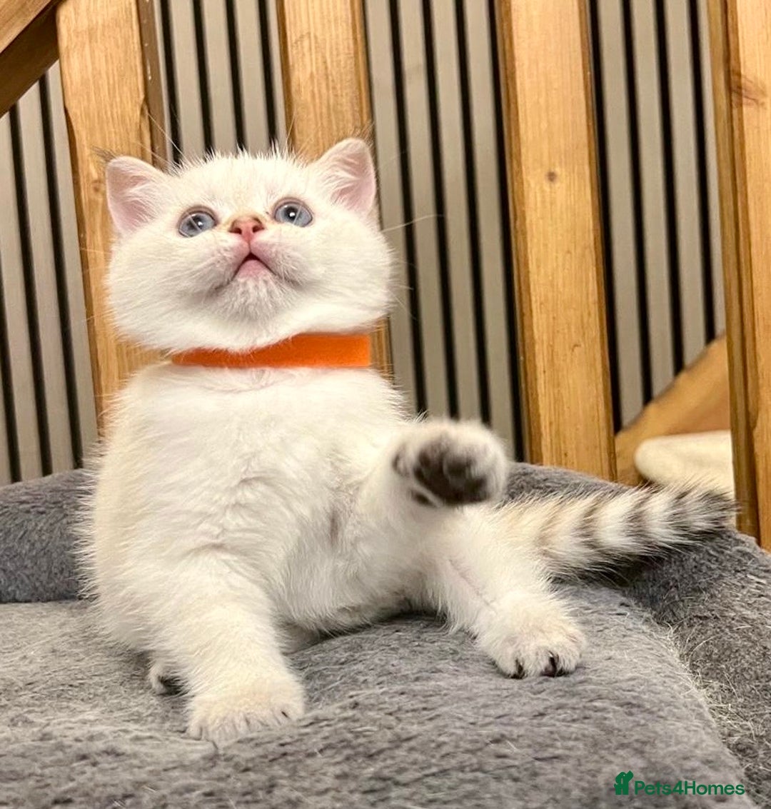 British Shorthair cats for sale: Fully pedigree kittens - Advert 9