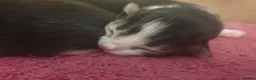 British Shorthair cats for sale: 3 British shorthair kittens - Advert 7