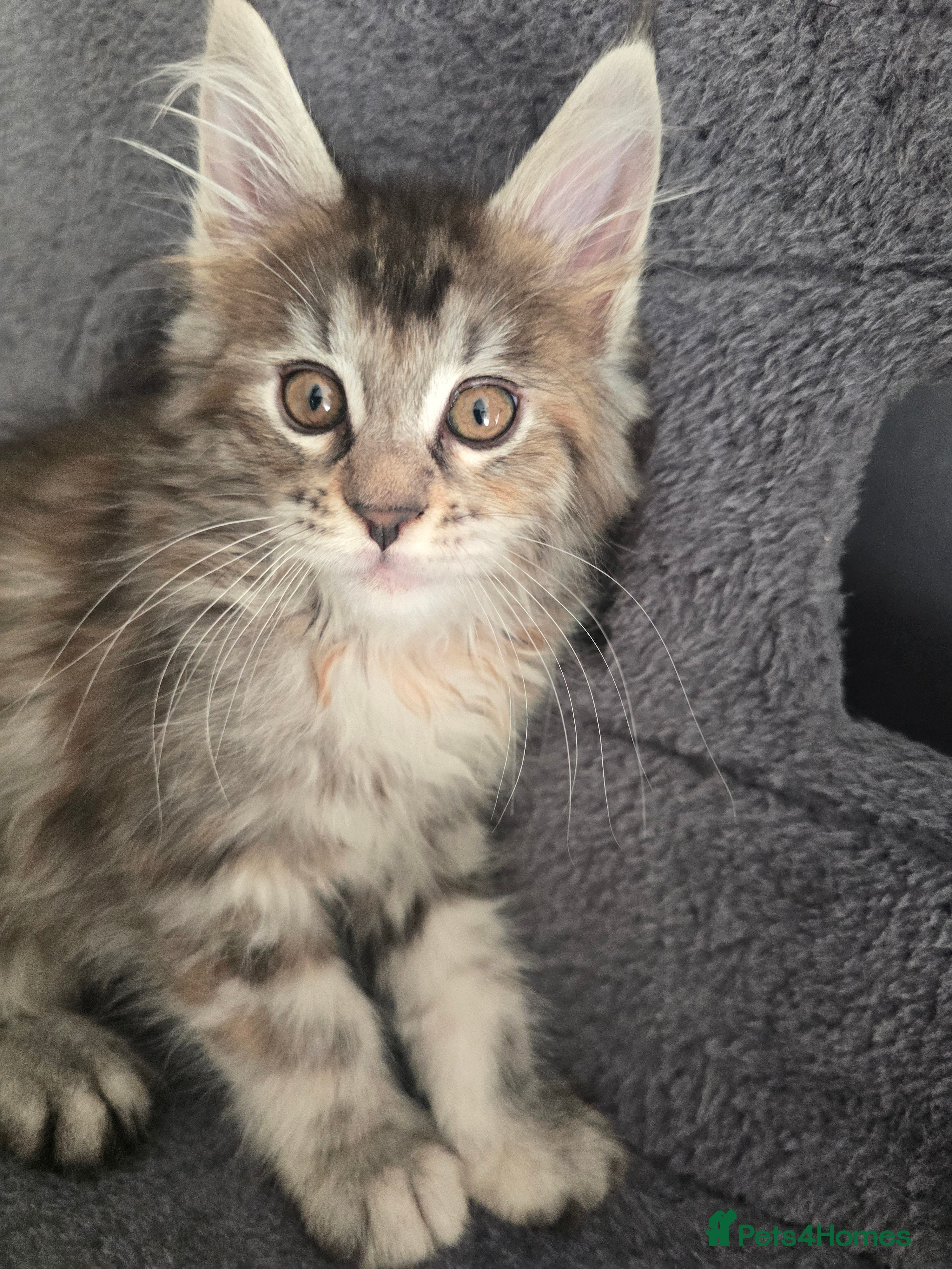 Maine Coon cats  🐾❤️ BEAUTIFUL MAINE COON KITTENS  ❤️🐾 - Advert 2