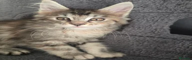 Maine Coon 4