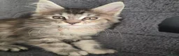 Maine Coon cats for sale:  🐾❤️ BEAUTIFUL MAINE COON KITTENS  ❤️🐾 - Advert 2