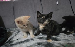 Mixed Breed cats for sale: Mixed breed kittens ready now.  - Image 10