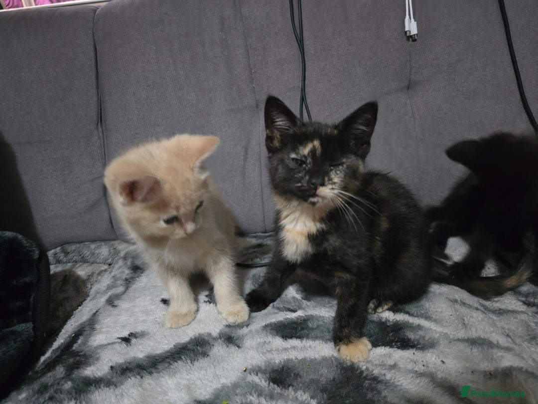 Mixed Breed cats for sale: Mixed breed kittens ready now.  - Image 10