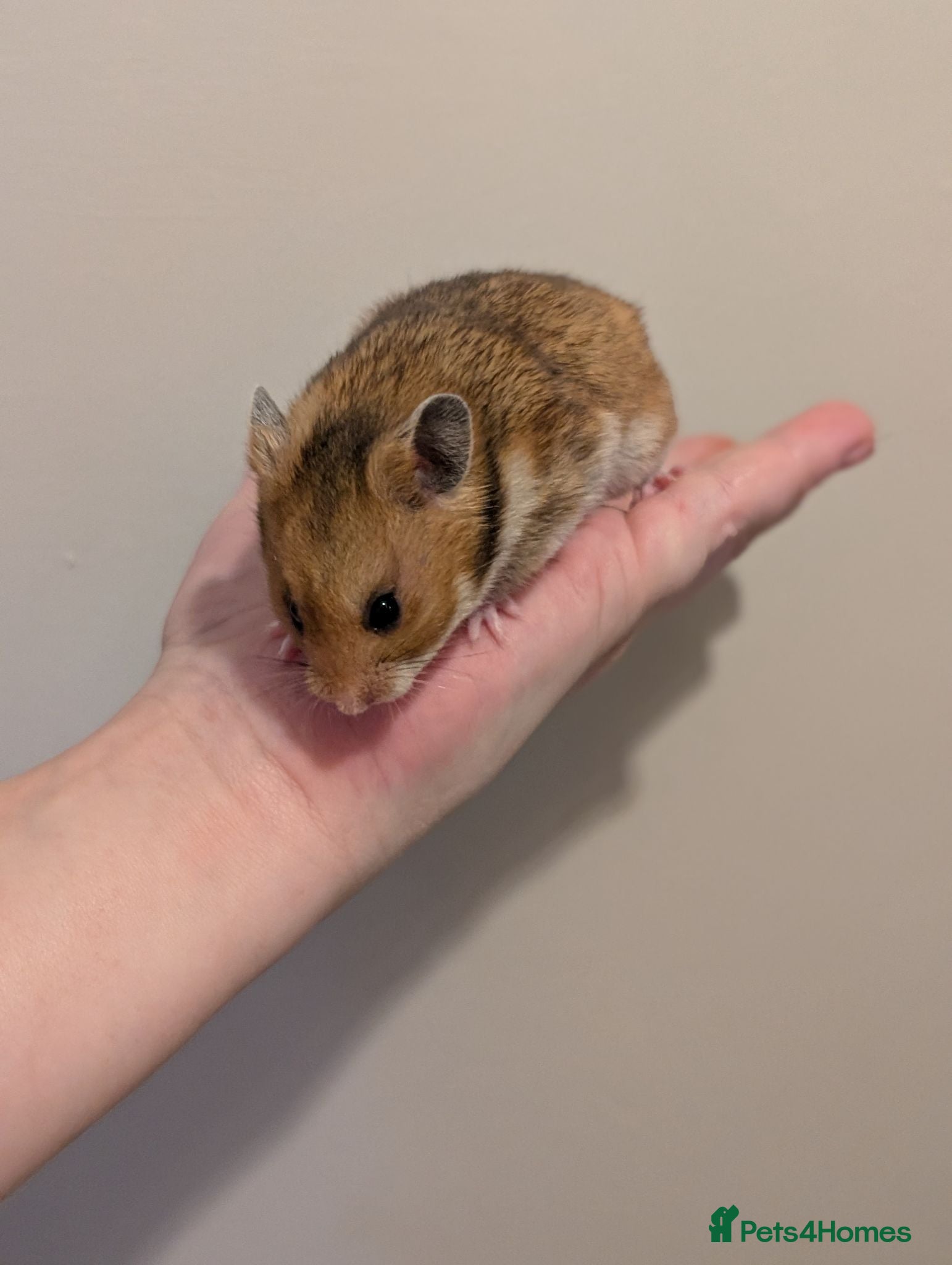 Hamster rodents Pedigree baby Syrians  - Advert 8